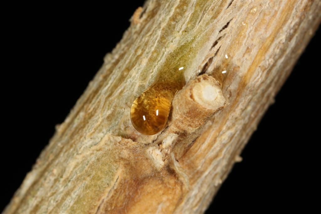 Sweet Golden Sap from a cannabis plant!!!