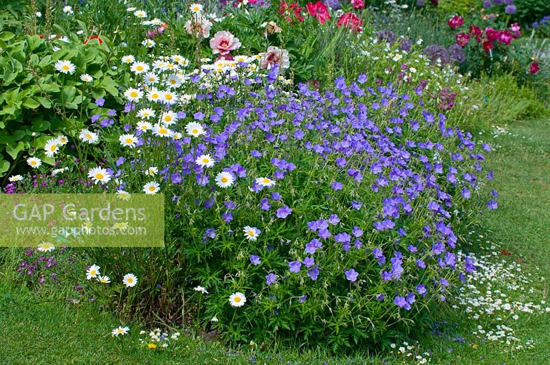 GAP Gardens Geranium 'Spinners' and Leucanthemum x