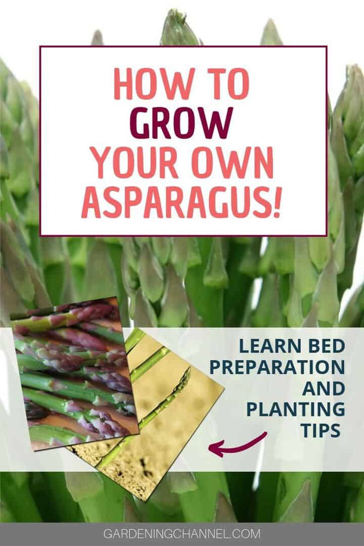 asparagus growing and harvested with text overlay how to grow your own asparagus learn bed preparation and planting tips