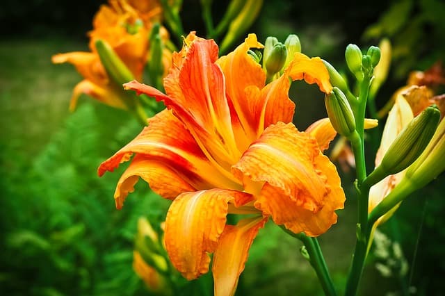 daylily care by season