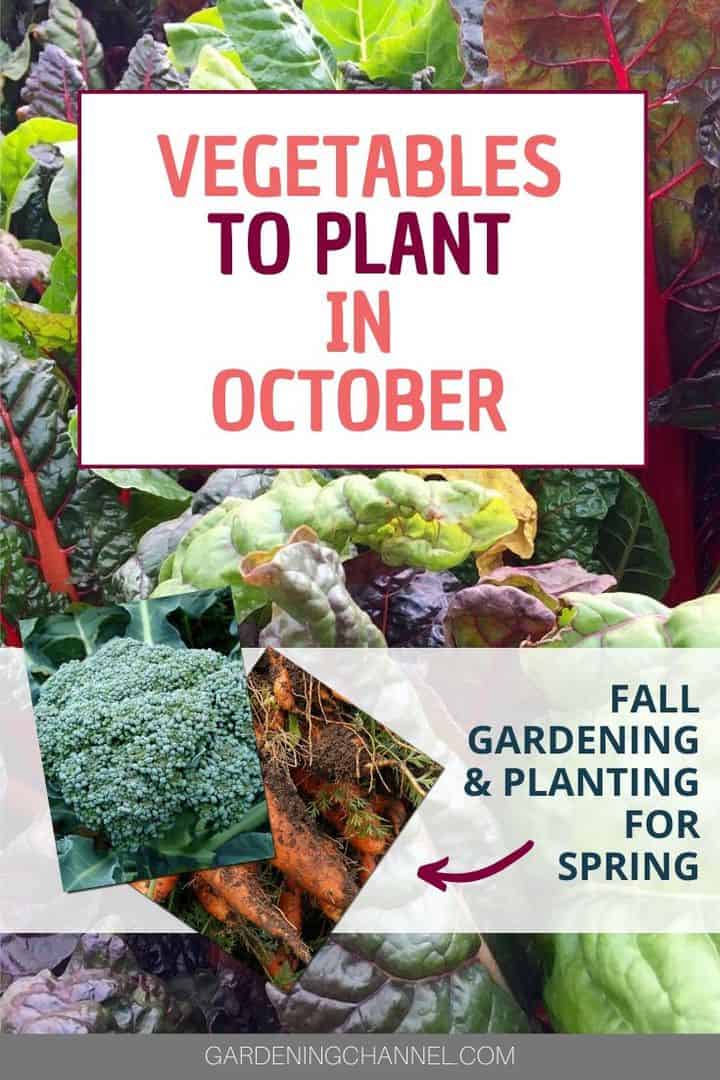 swiss chard broccoli carrots with text overlay vegetables to plant in october fall gardening and planting for spring