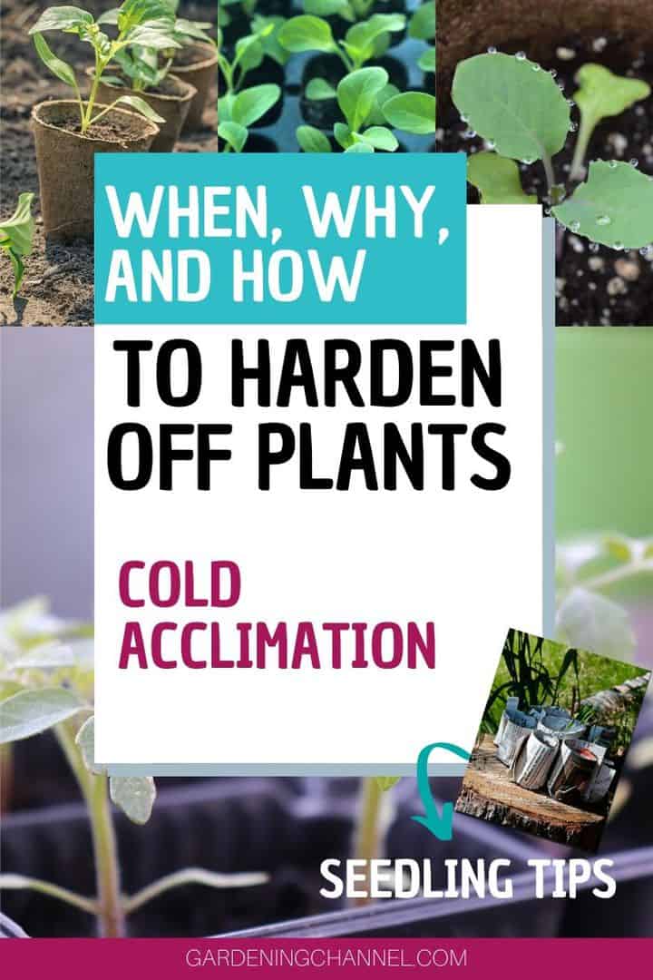 seedlings in sun and shade with text overlay when why and how to harden off plants cold acclimation seedling tips