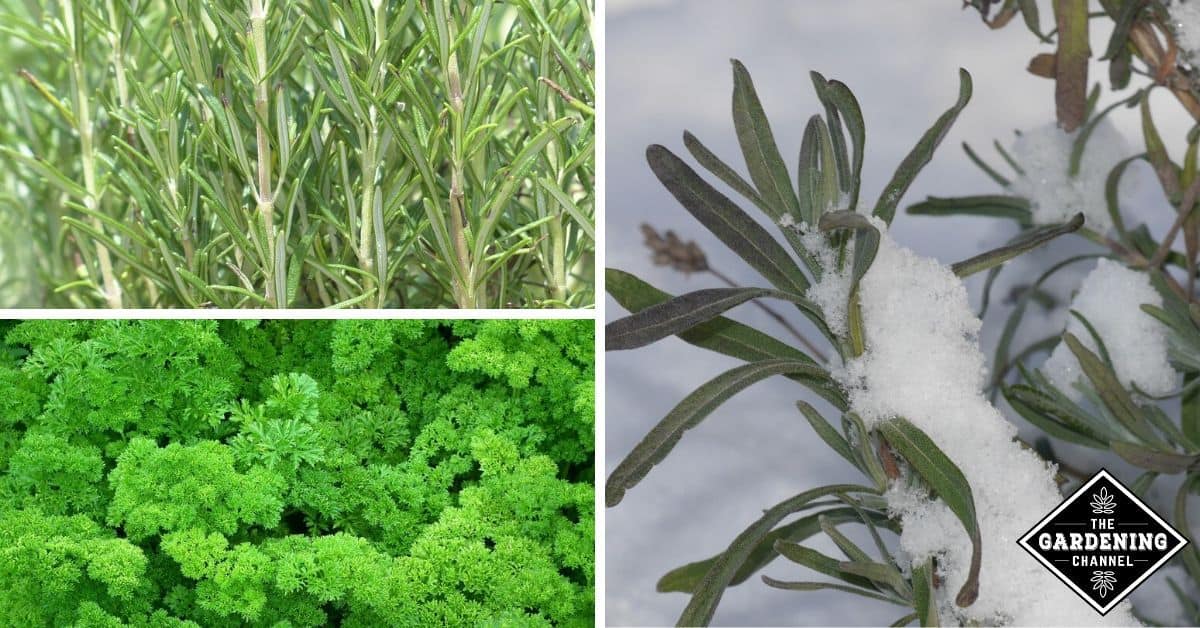winter herb gardening indoors and outdoors
