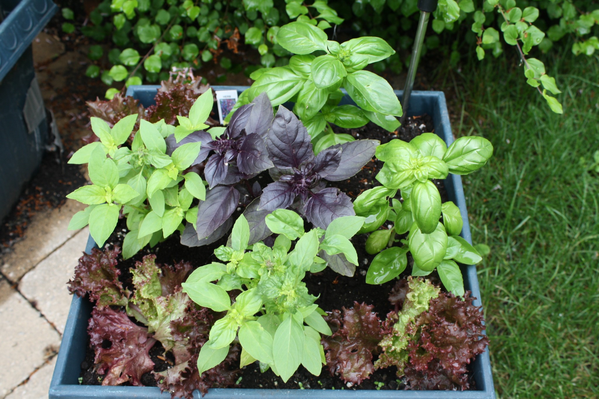 Getty Stewart Top Five Herbs for Your Garden