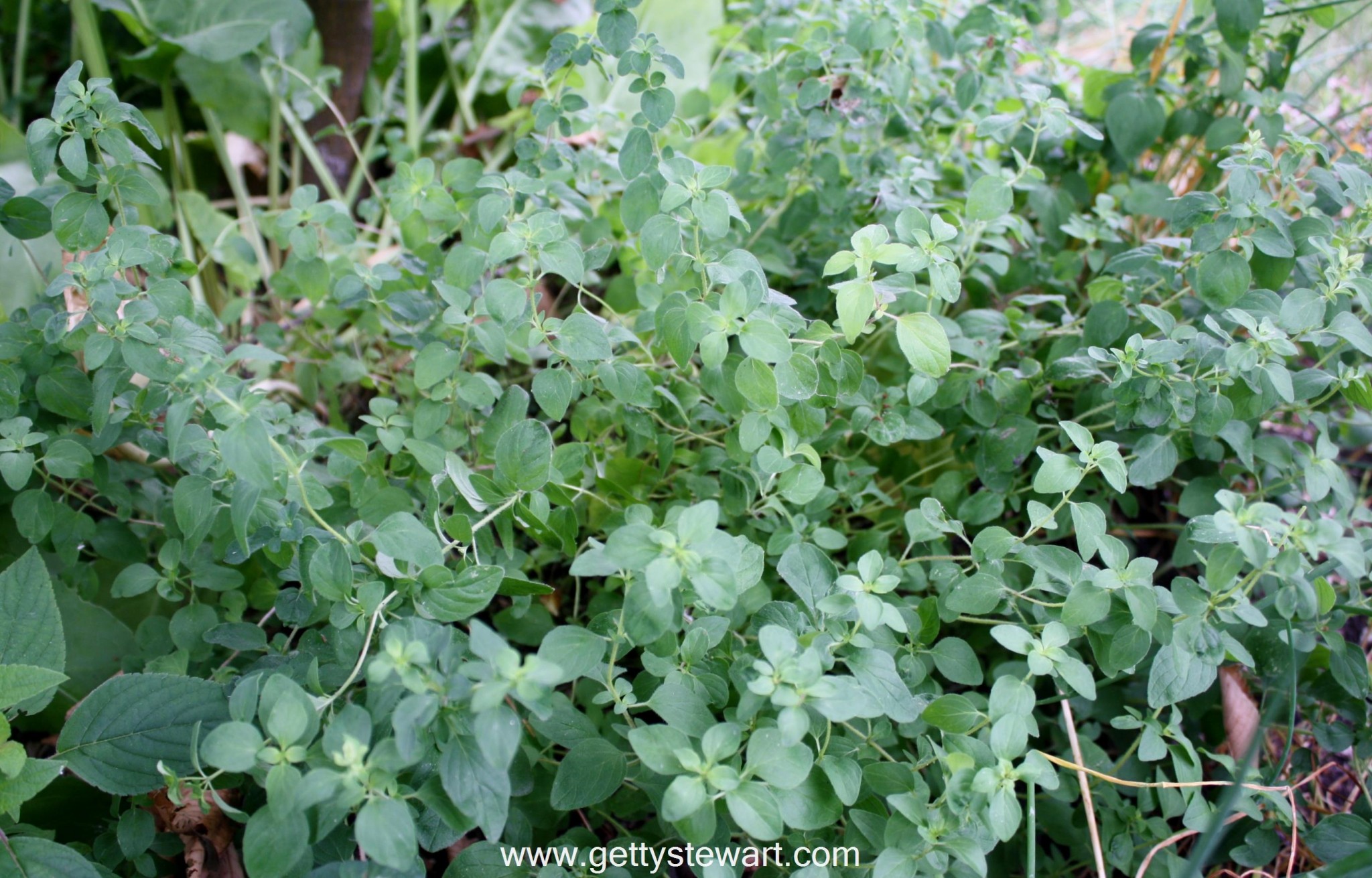 how to pronounce oregano