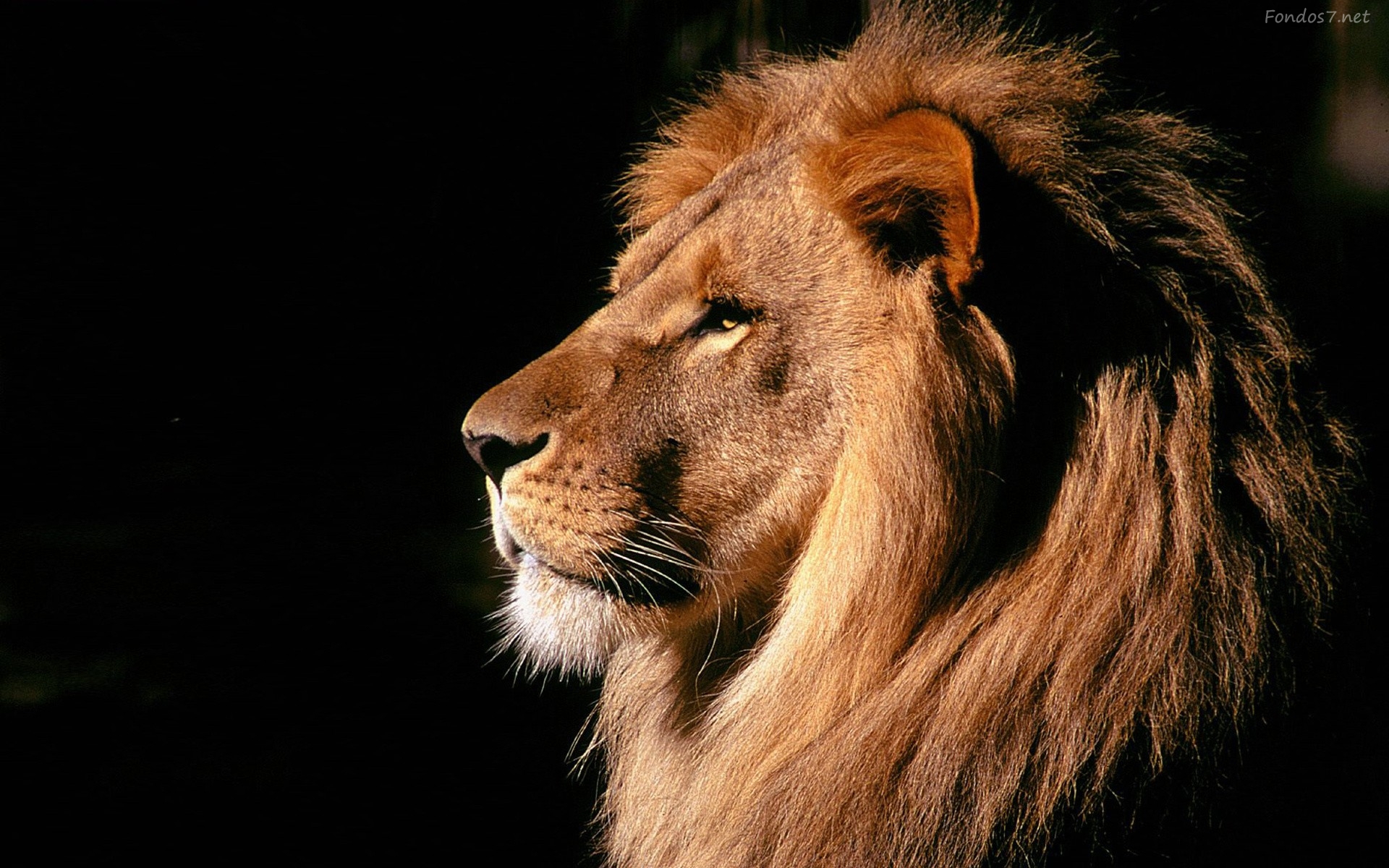 Fondos de pantalla animales salvajes, wallpapers hd