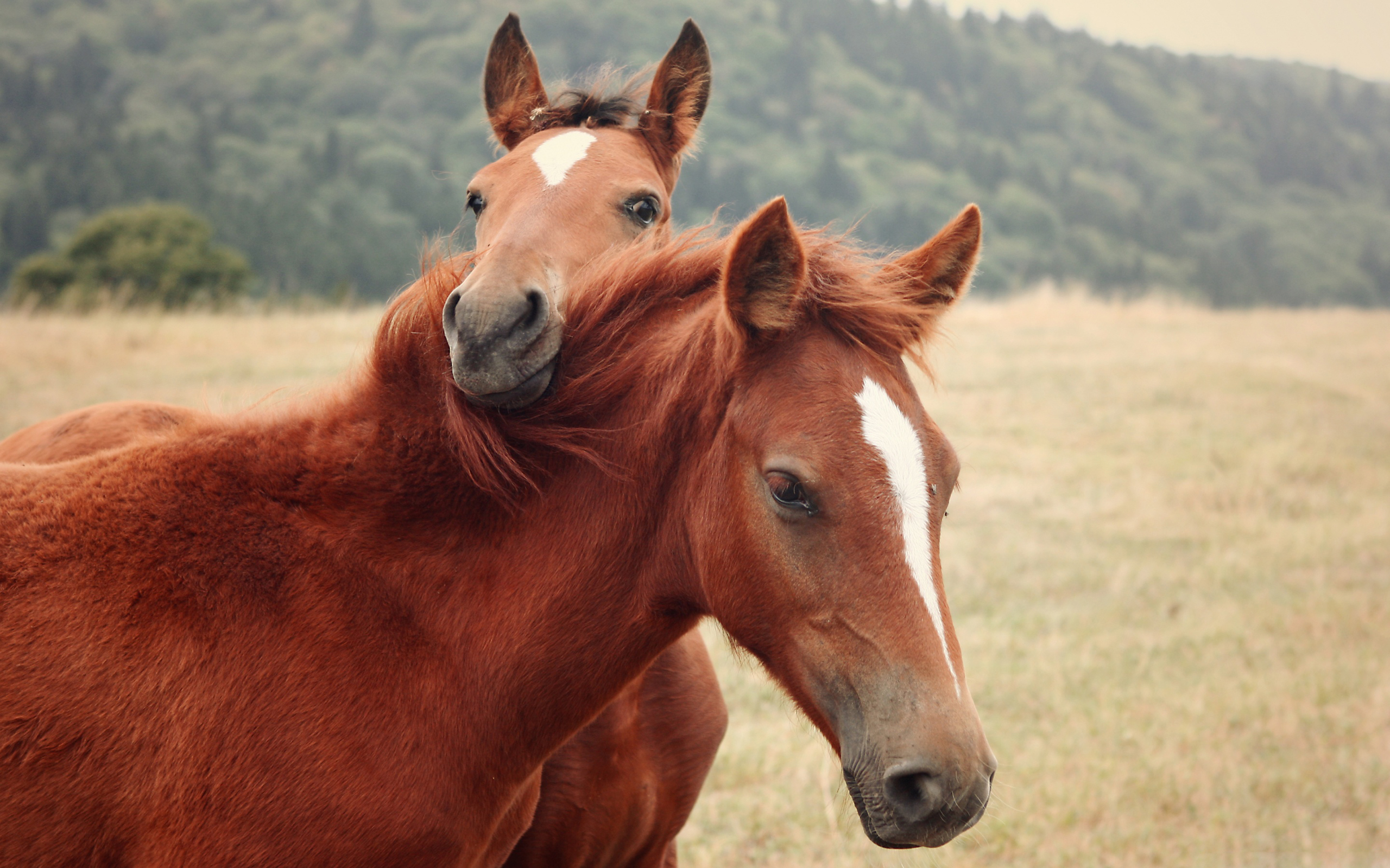 Caballos fondos de pantalla, horses wallpapers hd