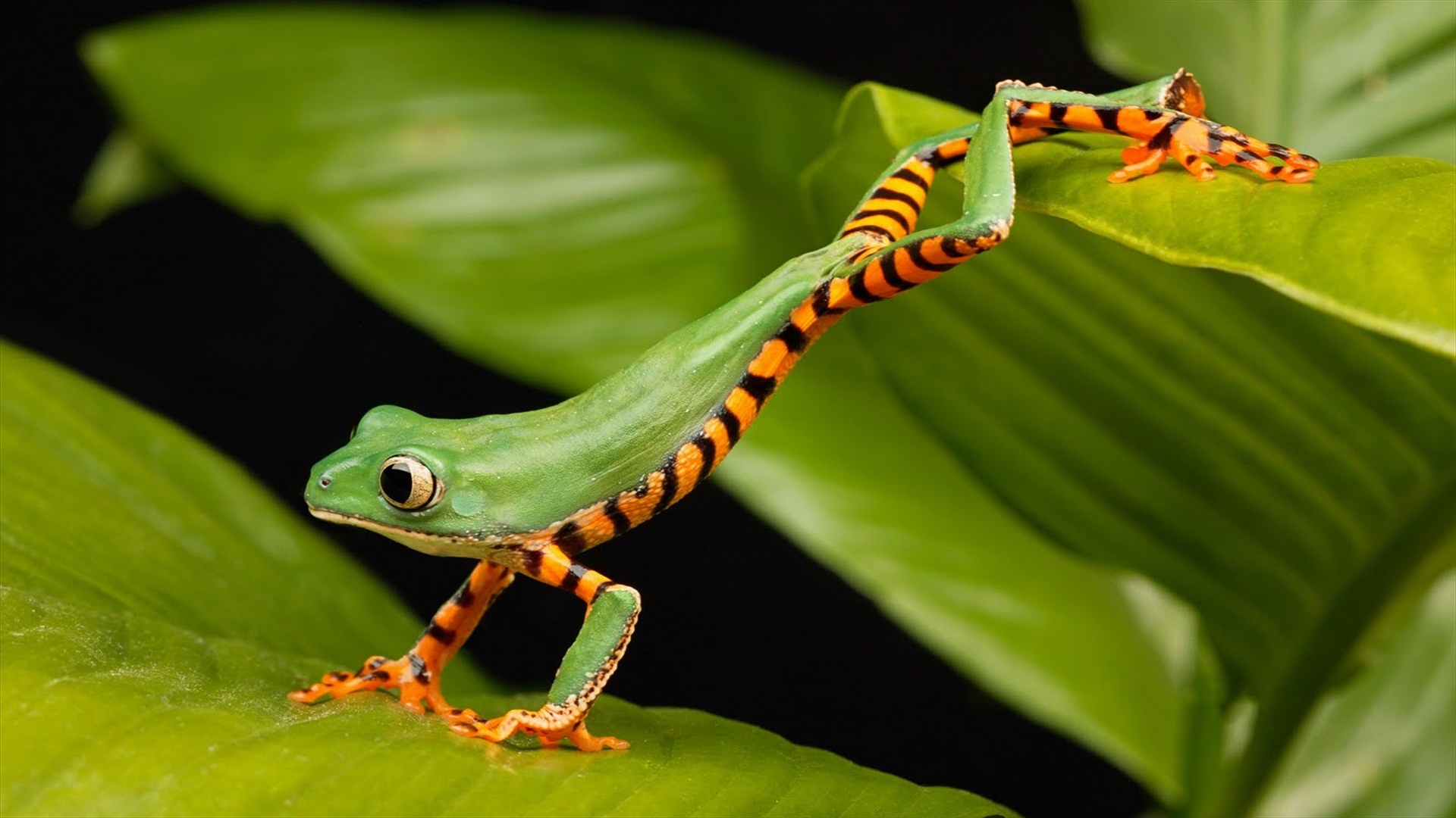 Wallpapers de ranas en HD, fondos de pantalla de ranas