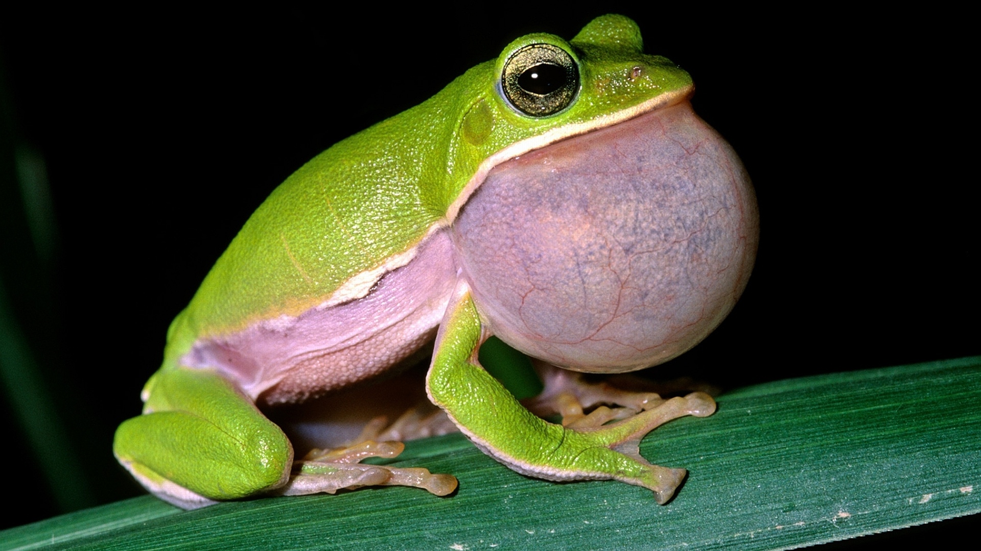 Wallpapers de ranas en HD, fondos de pantalla de ranas