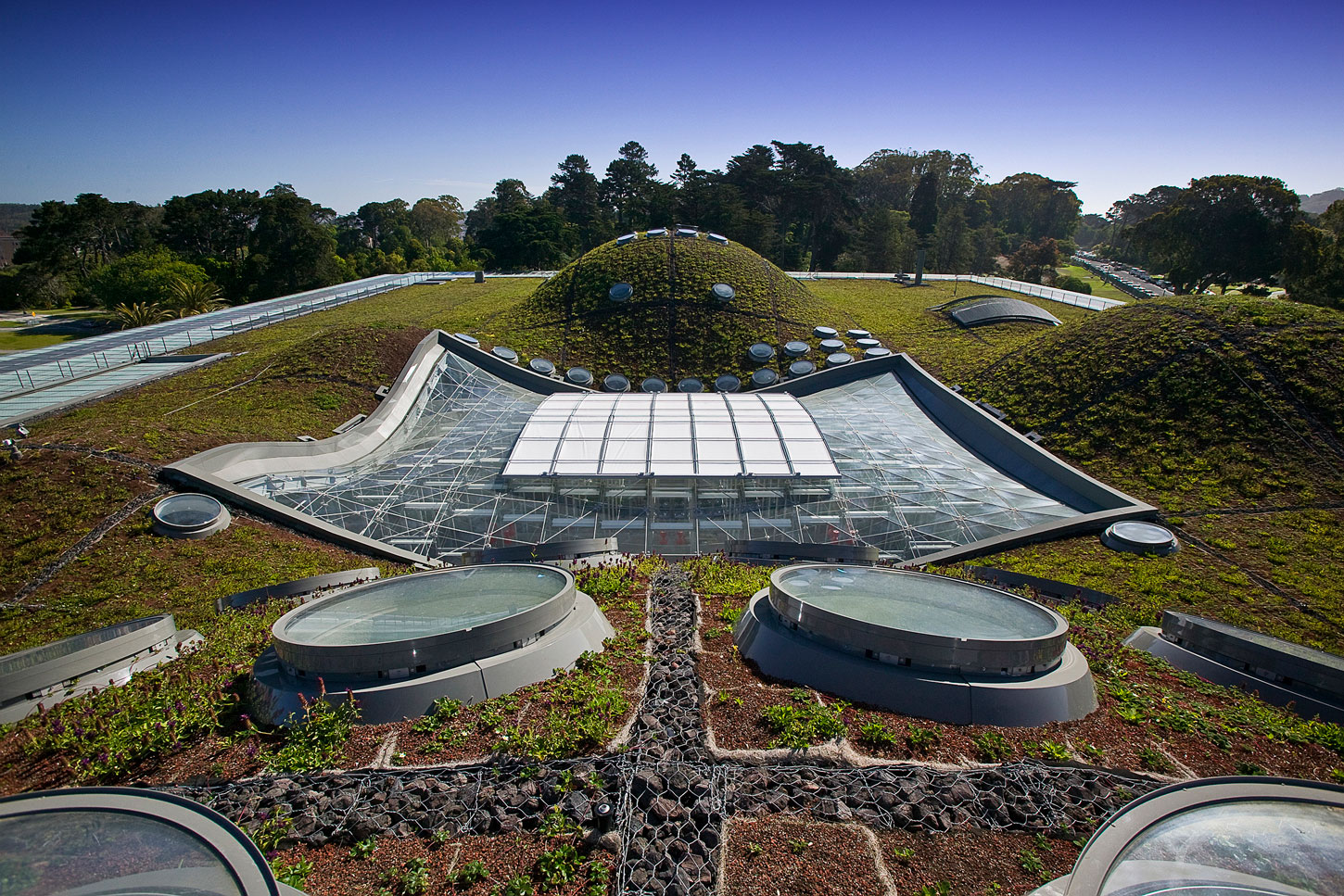 California Academy of Sciences (CAS) Living Roof