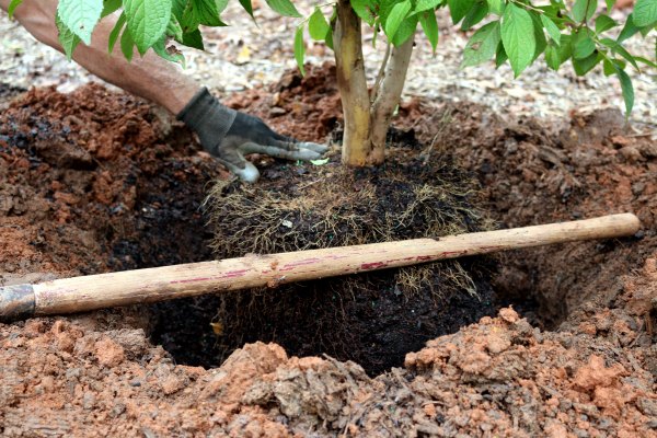 How to Plant A Tree the Right Way 7 Steps for Getting it