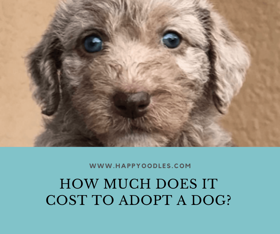 How Much Does It Cost to Adopt a Dog? Happy Oodles
