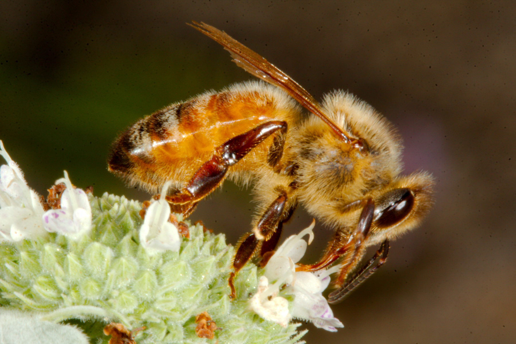 European Honey Bee (Apis mellifera) Henry Hartley