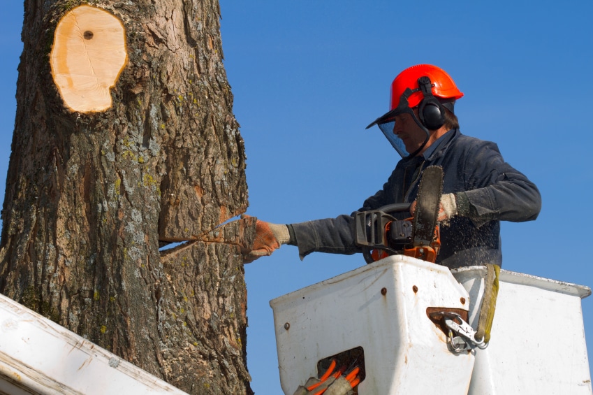 Tree Stump Removal Cost Stump Grinding Cost