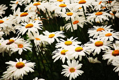 How Much Do Daisies Cost?