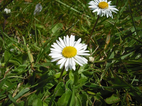 How Much Do Daisies Cost?