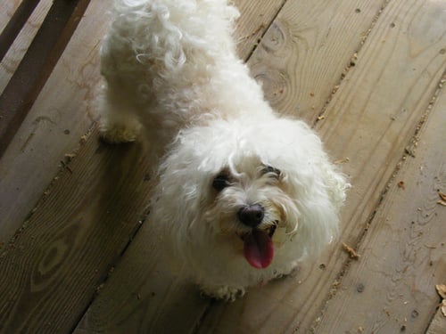 How Much Do Maltipoo Puppies Cost?