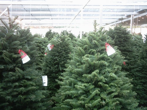 How Much Does a Christmas Tree Cost?