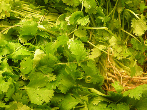 How Much Does Cilantro Cost?