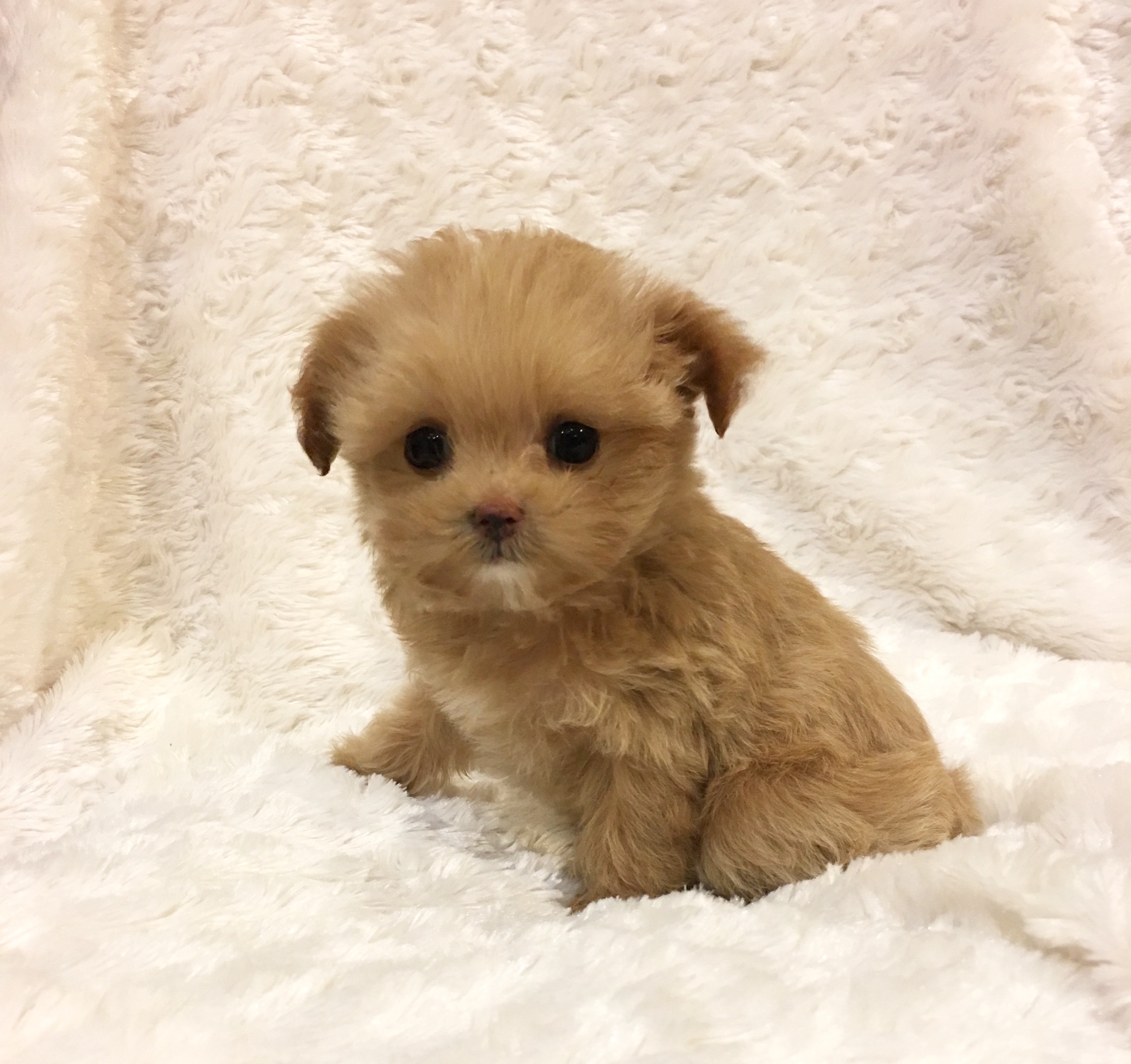 Teacup maltipoo puppy for sale California iHeartTeacups