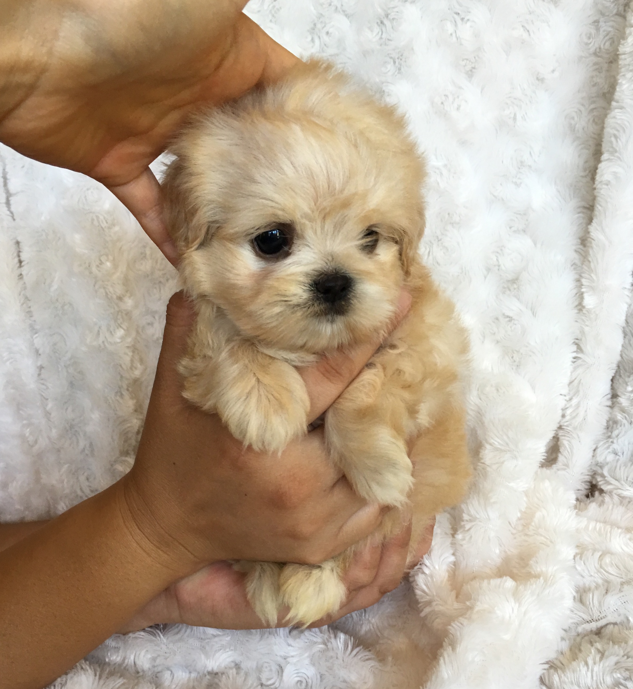 Teacup maltipoo puppy for sale California iHeartTeacups