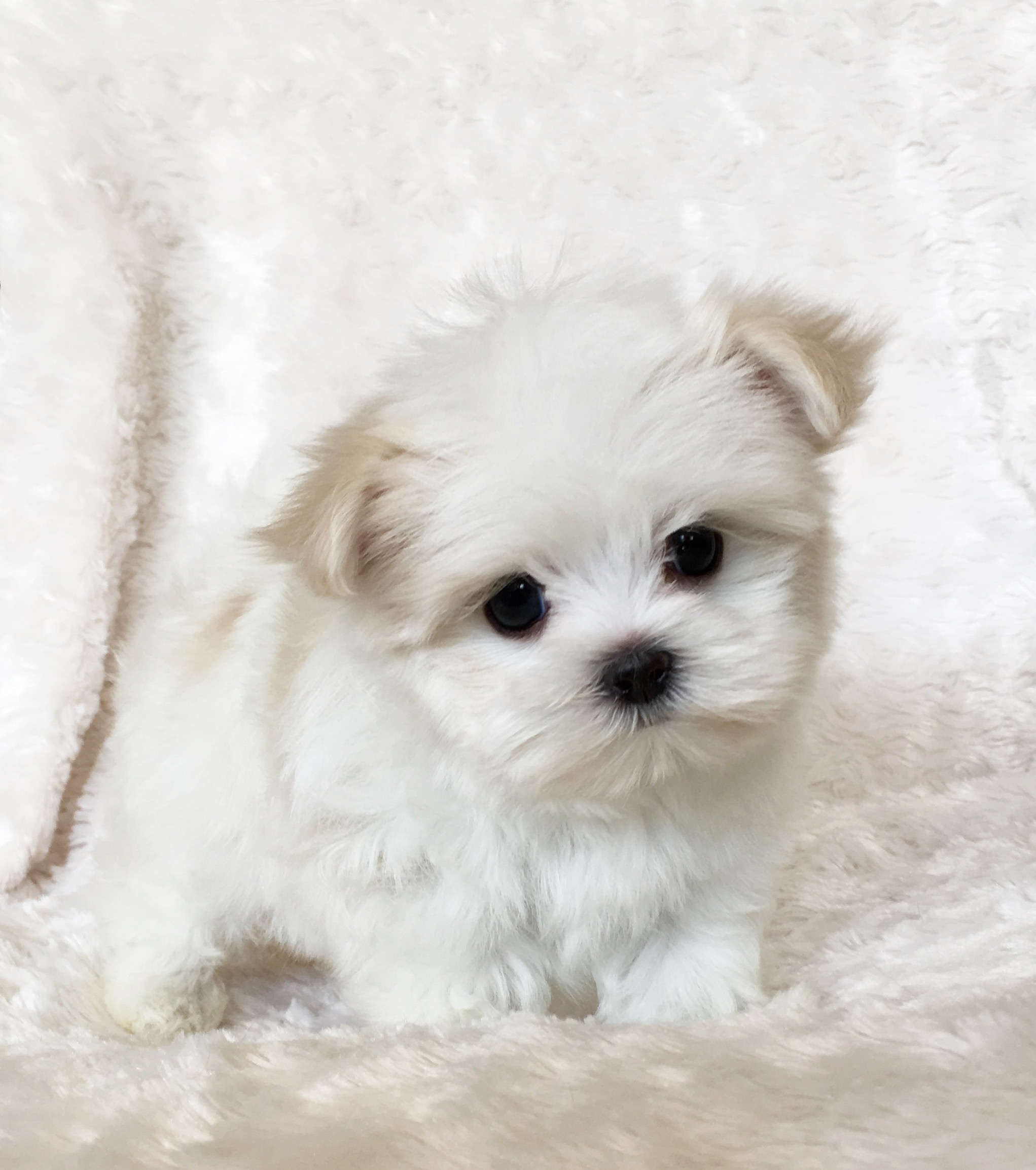 Teacup Maltipoo Puppy for sale! California iHeartTeacups