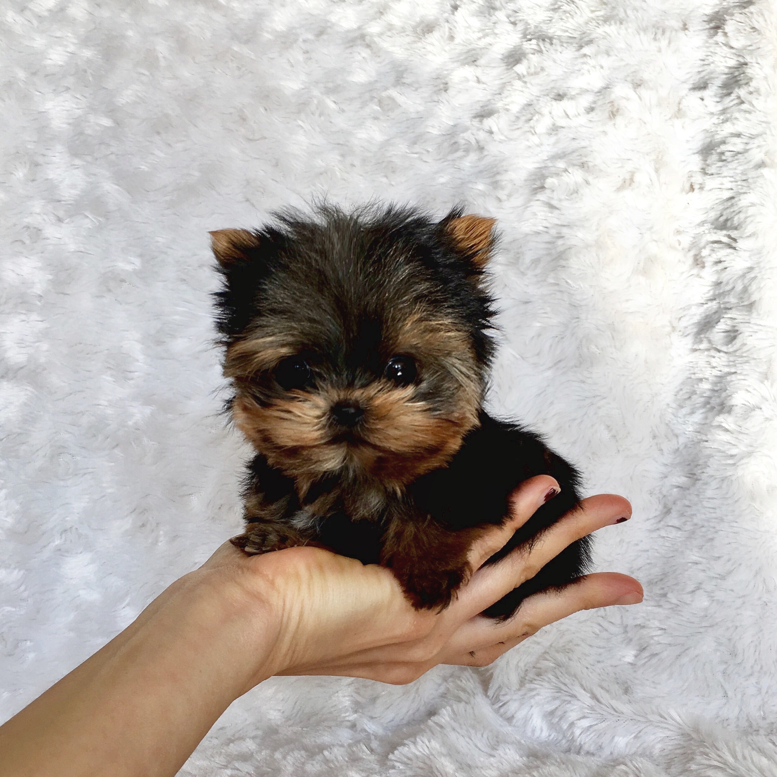 Extreme Micro Teacup Yorkie Puppy for Sale! Los angeles