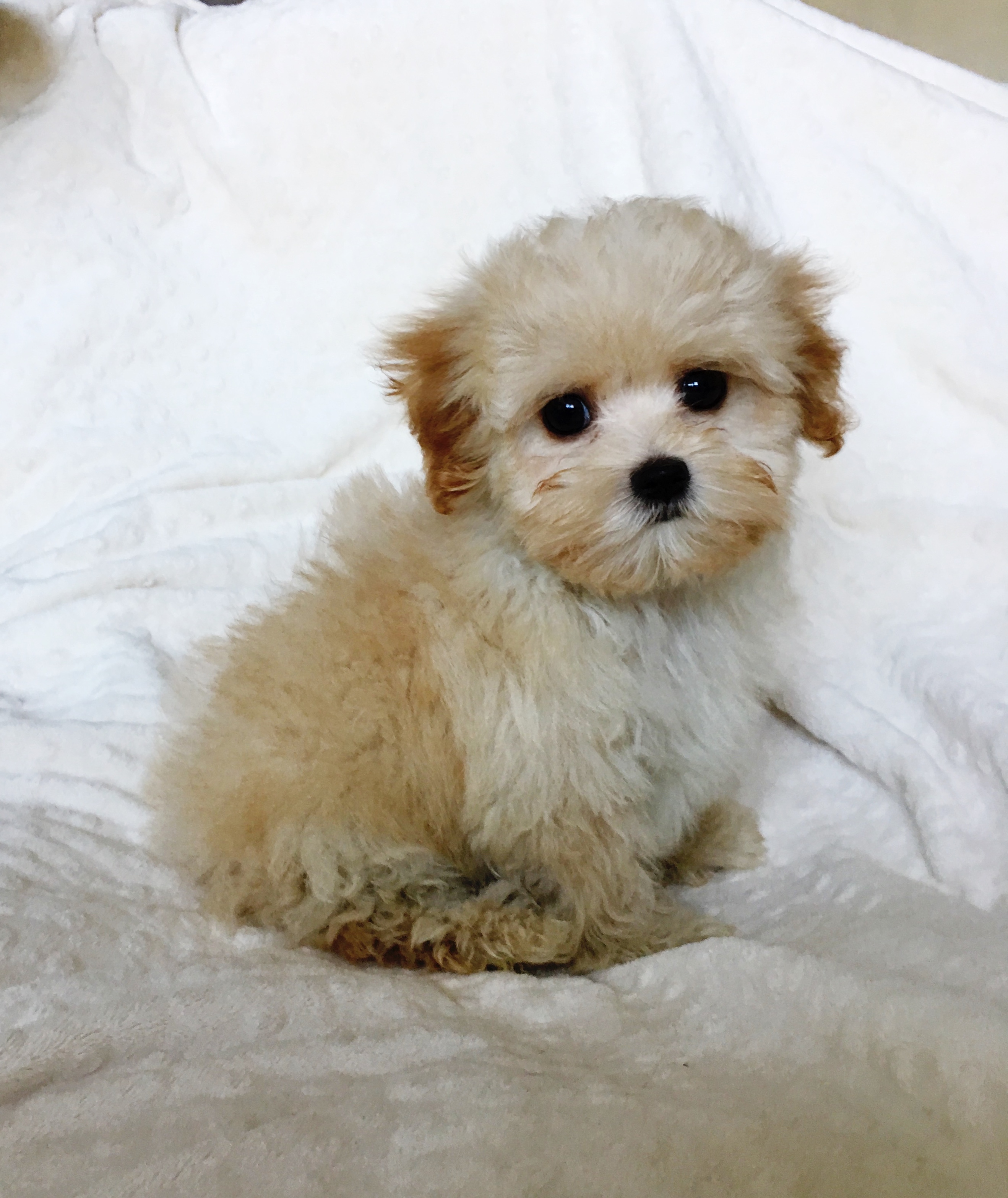Teacup Maltipoo Puppy for sale los angeles, ca iHeartTeacups