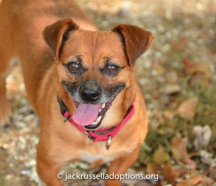 bearadoptmutthoundmix Jack Russell Rescue