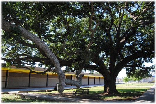 Legacy Tree