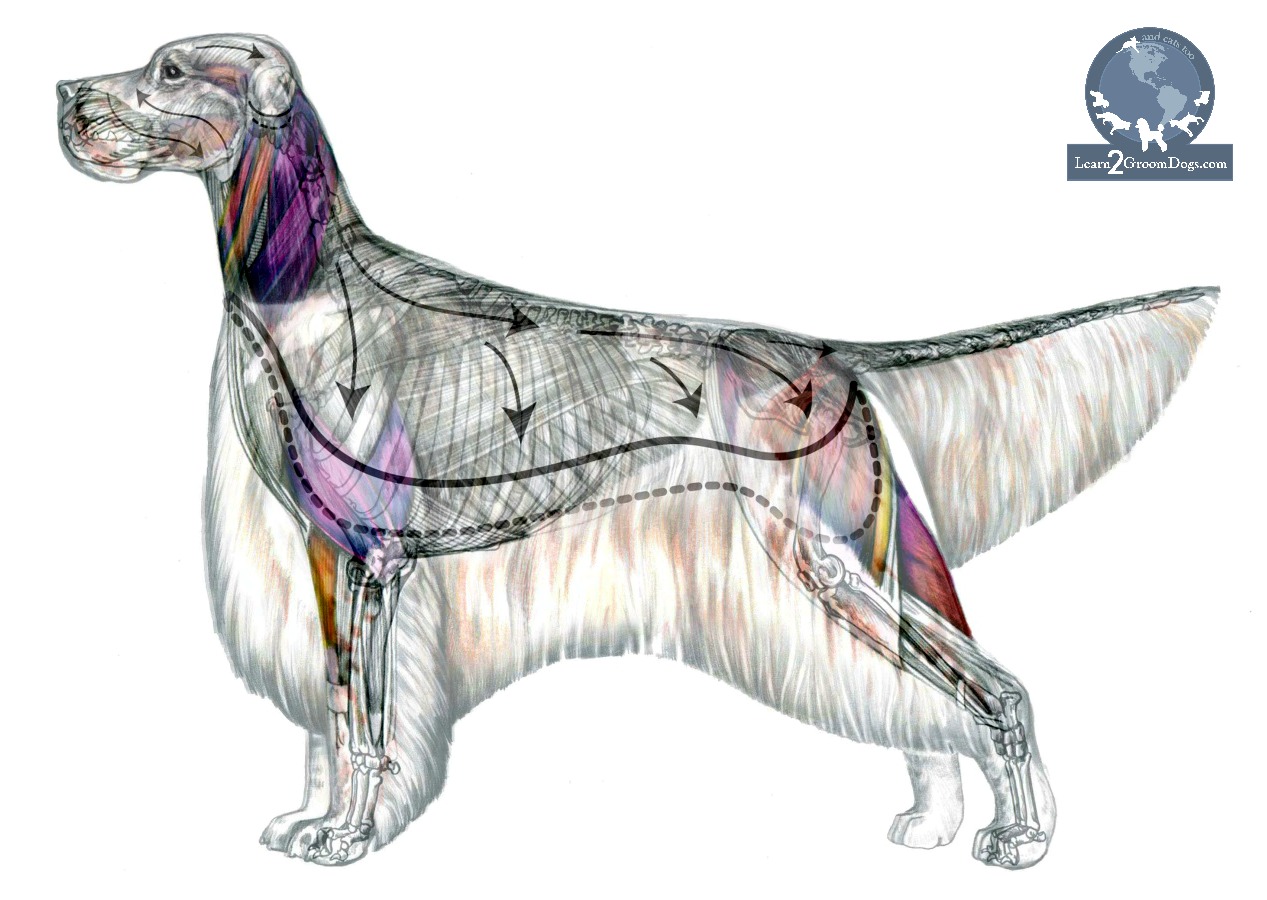The Importance of Canine Anatomy