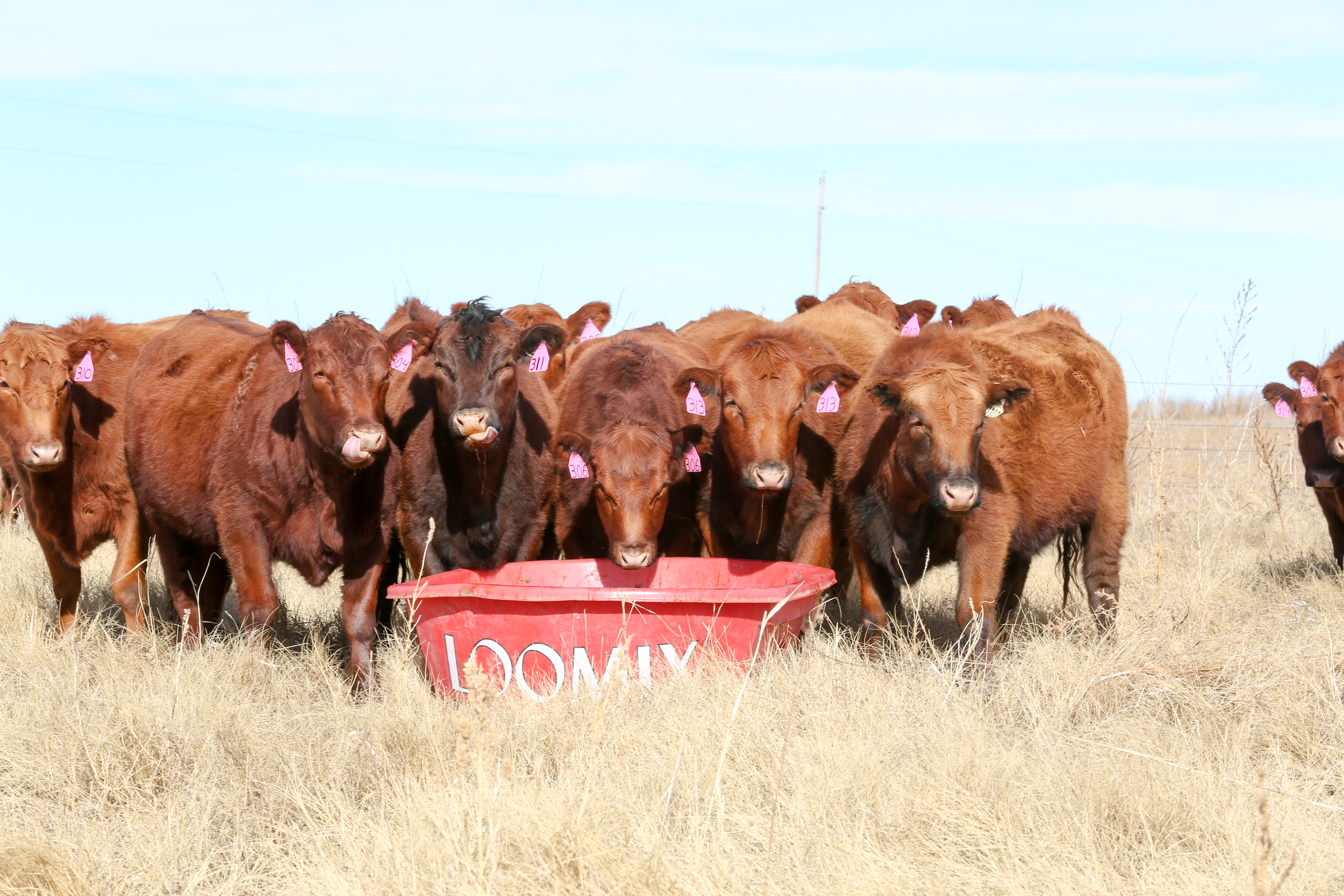 PRODUCTS Archives Loomix