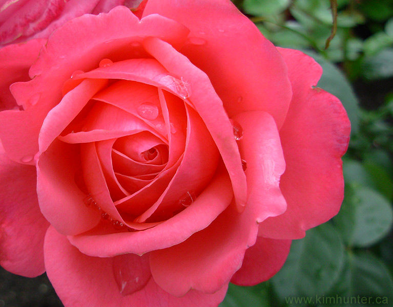 Beautifiul Pink Roses Pictures, Photos, and Images for