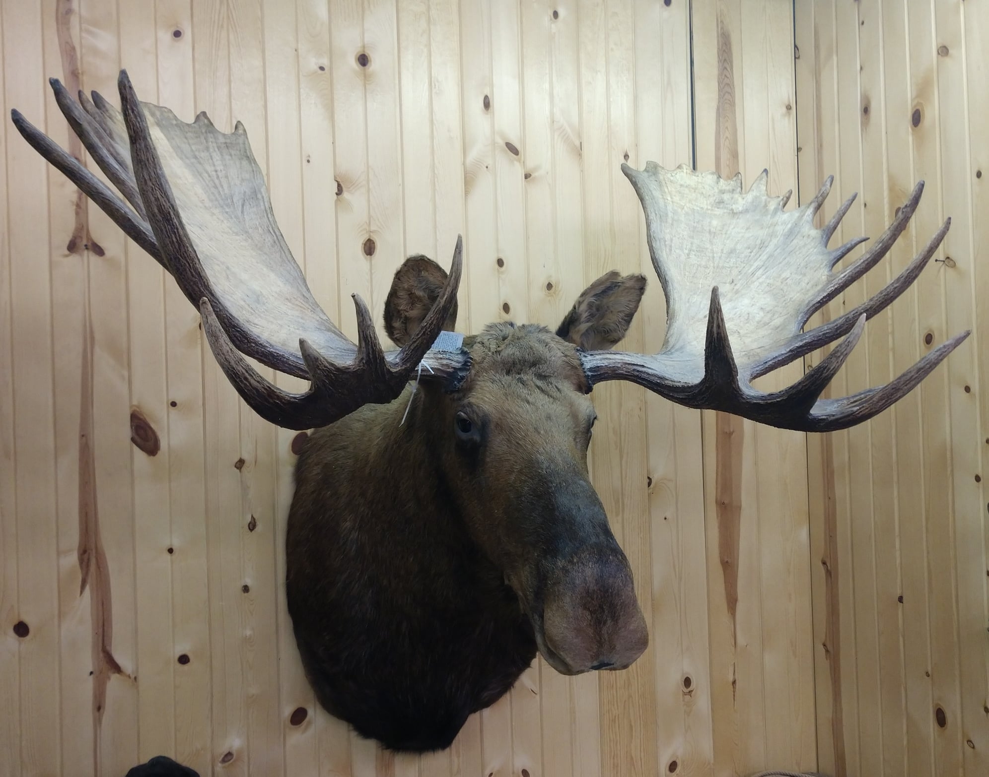 Moose Head Mount Cost