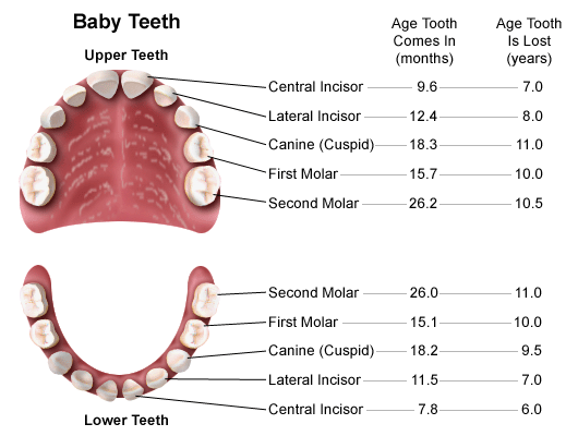 Infant Dinners They Don’t Need Teeth mannlymama