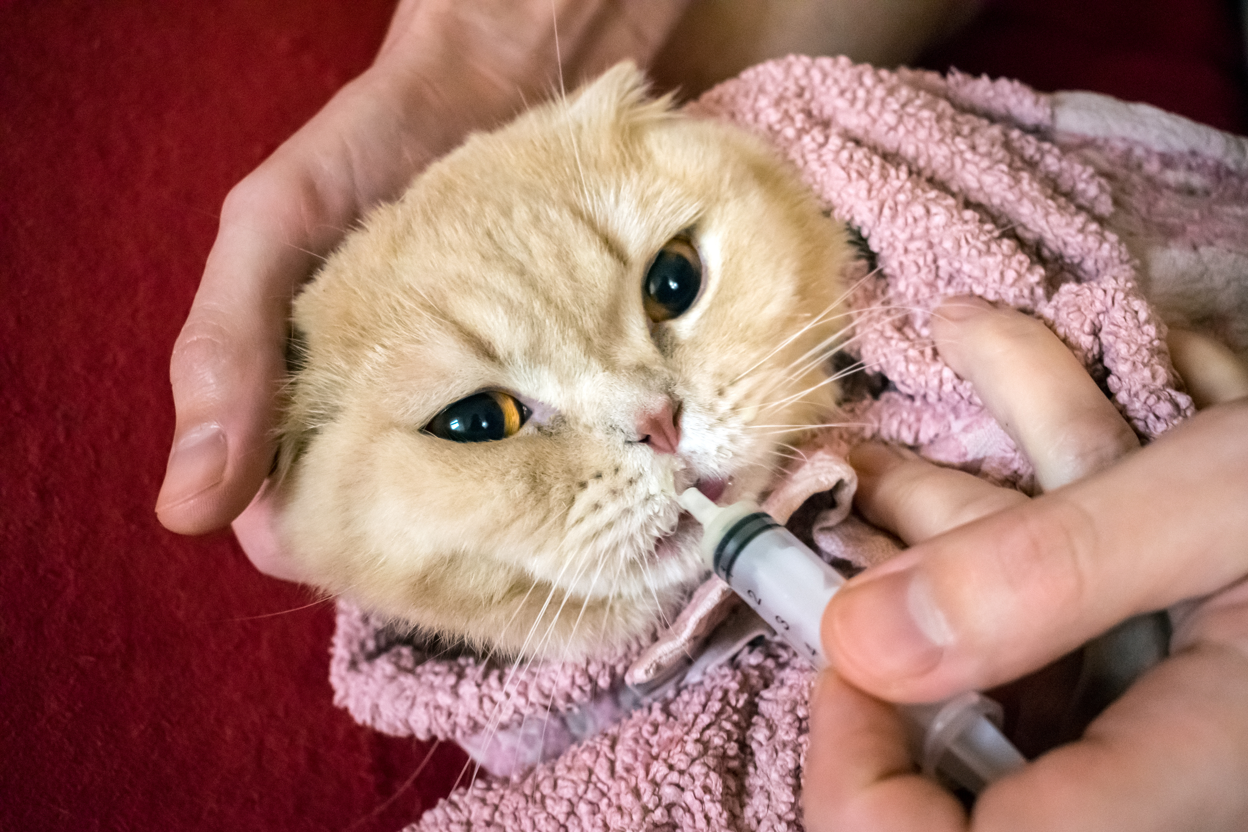 How to give a cat liquid medicine. Ways to give a cat a