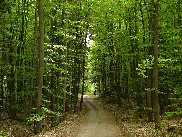 Tutto sulla Foresta Nera, essenza della Germania