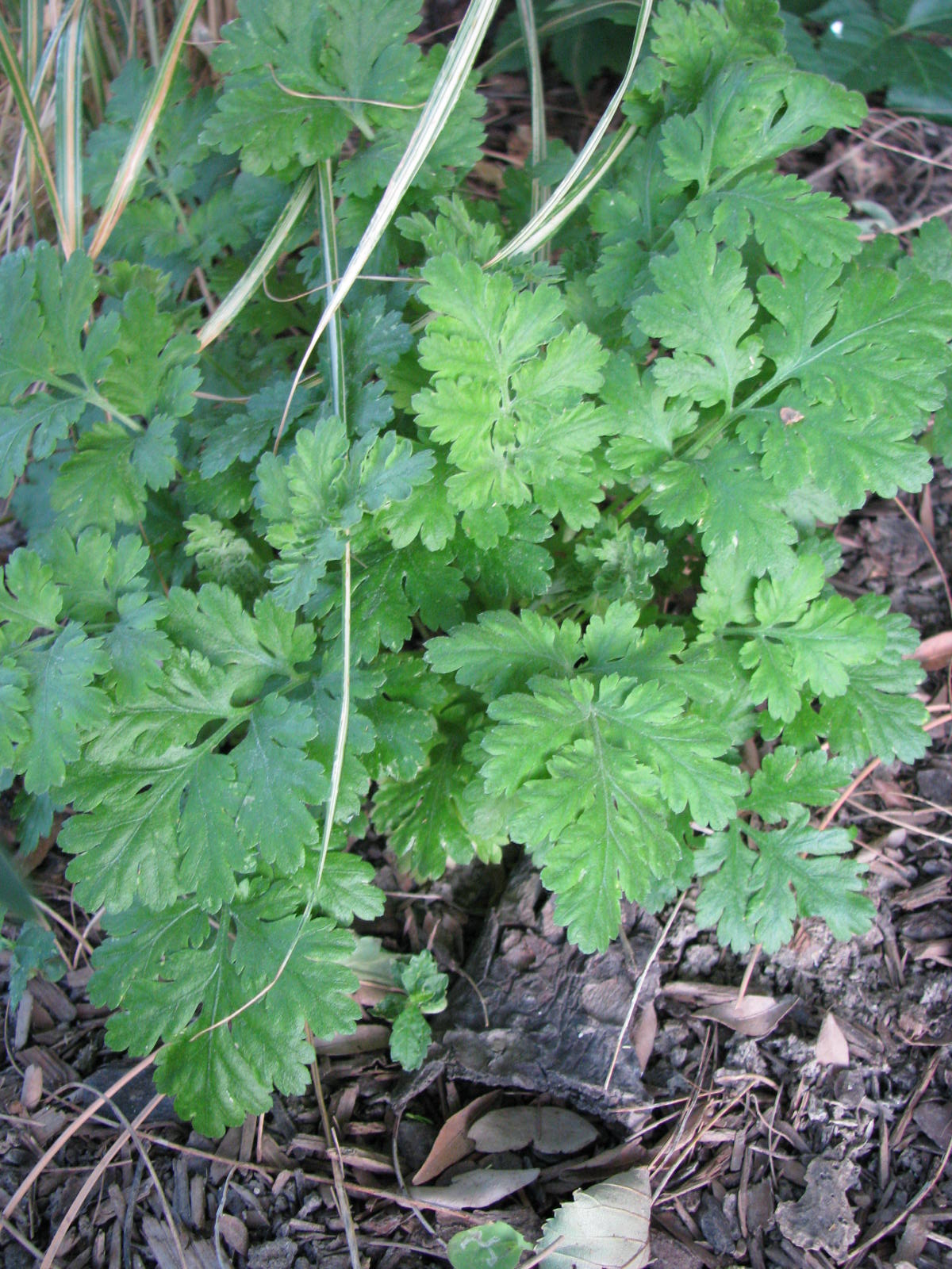 Plant ID in Zone 6B The Gardener