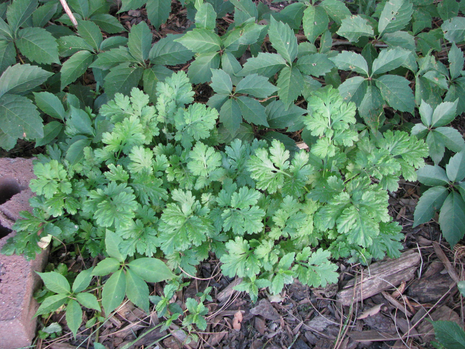 Plant ID in Zone 6B The Gardener