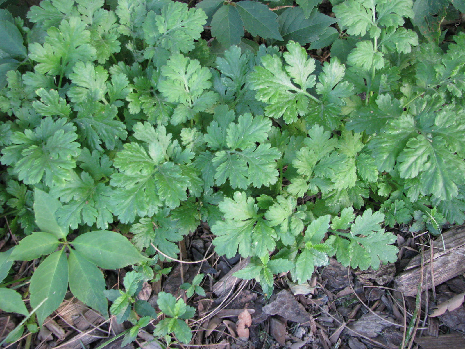 Plant ID in Zone 6B The Gardener