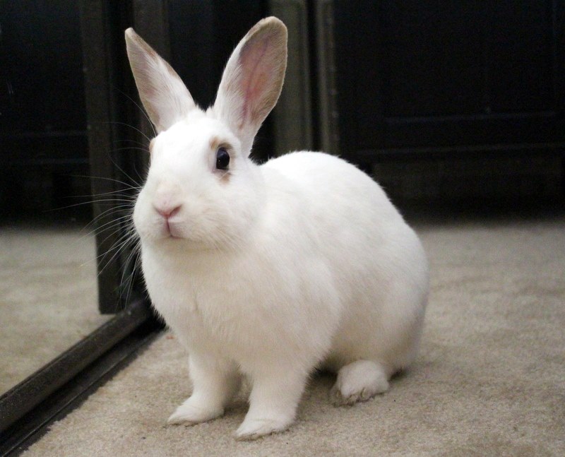 GI Stasis Zooh Corner Rabbit Rescue