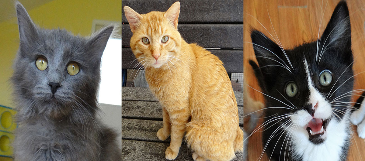 How Much Does It Cost To Declaw A Cat At Petsmart