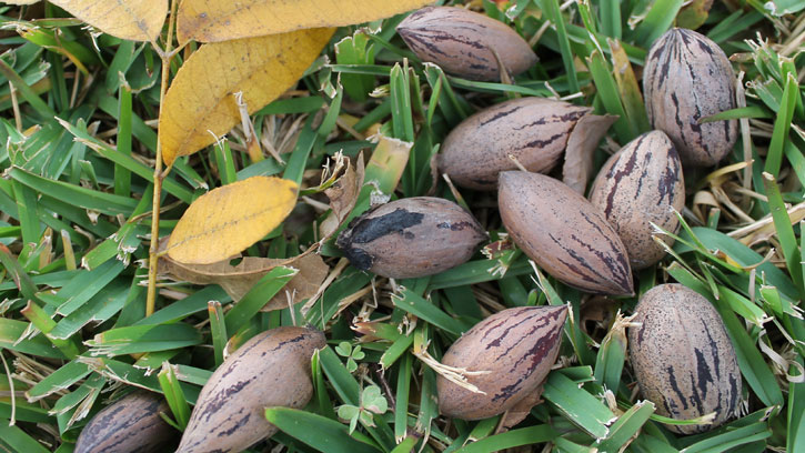 Pecan Prices Rise; Good News For Local Producers
