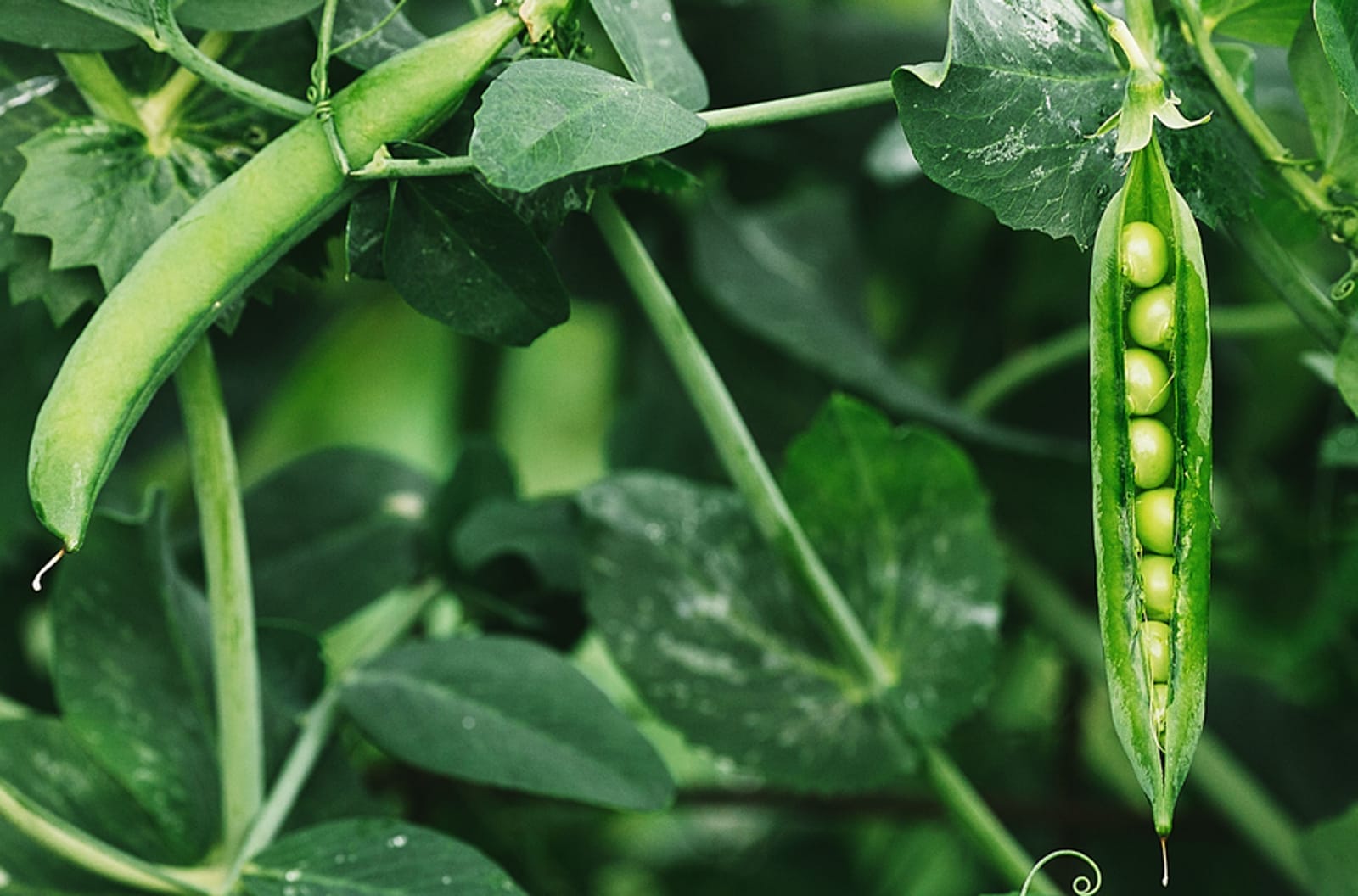 9 Plants that Provide Food — Seed to Table — in Under Two