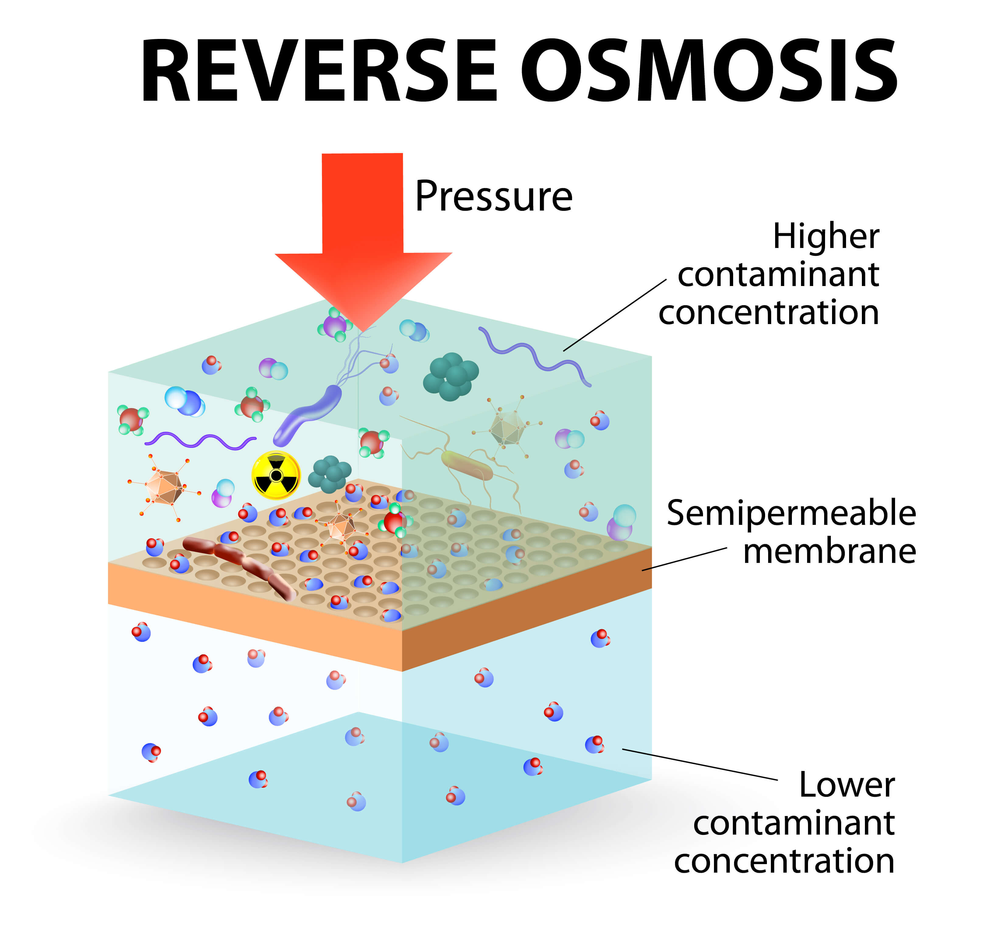 Experiment for Demonstrating the Process of Osmosis