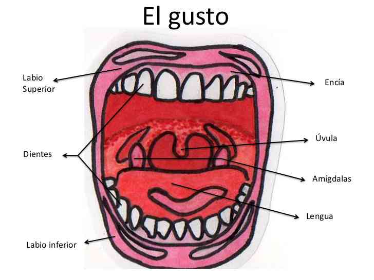 Partes del gusto