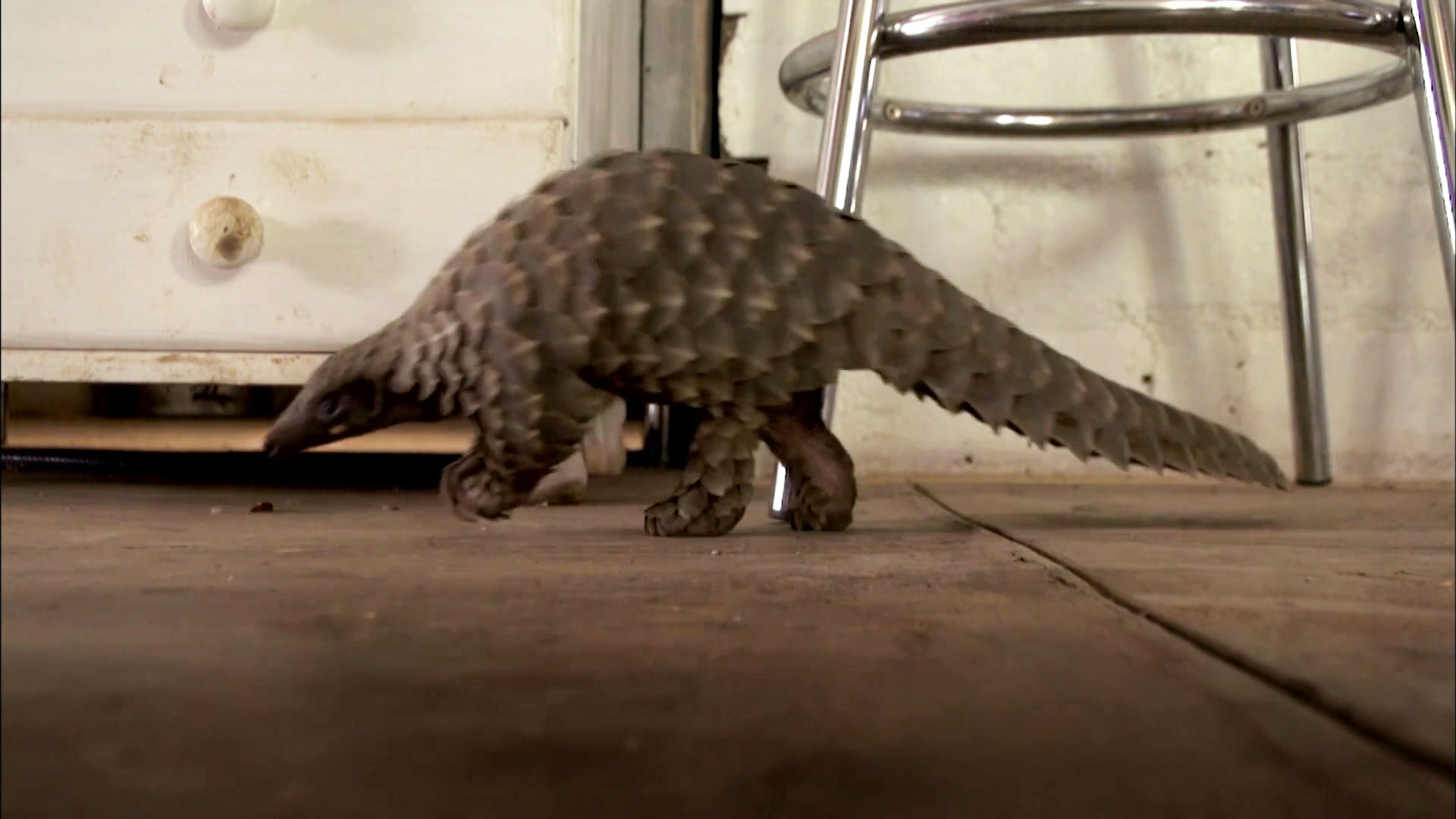 The World’s Most Wanted Animal Abused Baby Pangolin Gets