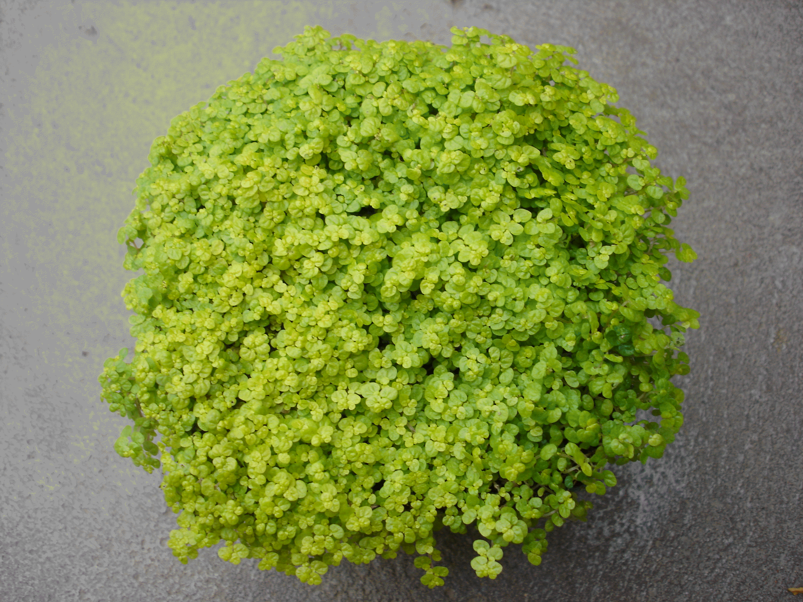 Lime Baby's Tears Buy it Now!