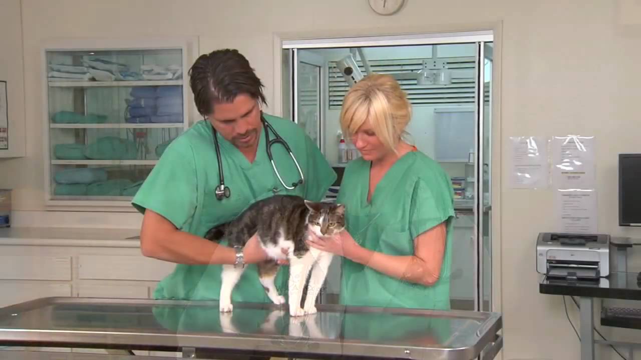 Cat Diabetes & Cat Care Managing cat diabetes and feline diabetes