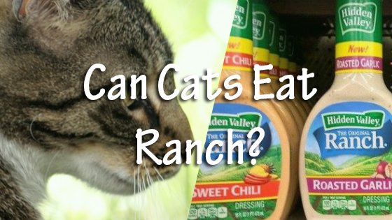 Can Cats Eat Ranch? Pet Consider